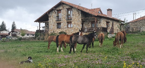 Caballos pastando en el jardín de La Casa del Altozano, en Gredos.