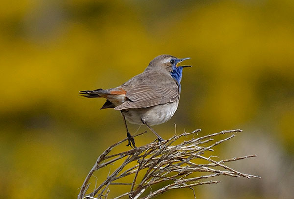 Gredos Norte - Observación aves Hostal Almanzor