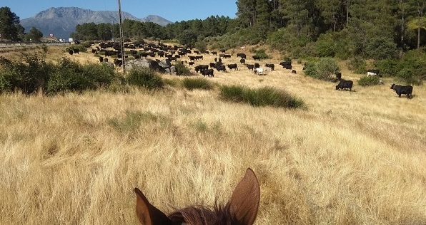 Trashumancia de ganado desde Extremadura a Gredos.