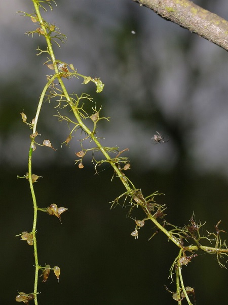 Lentibularia (Utricularia Menor)