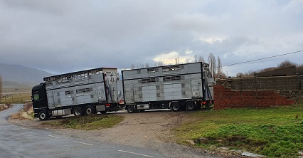camión de transporte de vacas