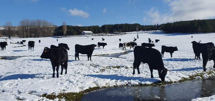 Vacas en la nieve. Gredos