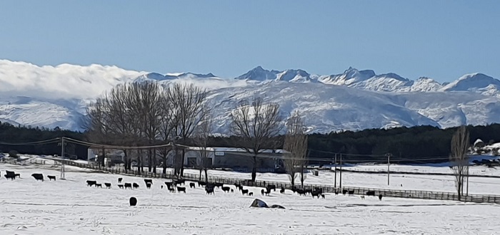 vacas en gredos esperan la trashumancia