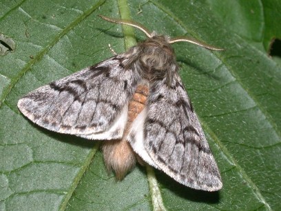Mariposa Taumatopea pytocampa. Fotografía: Aramits (64), 22 juillet 2007.