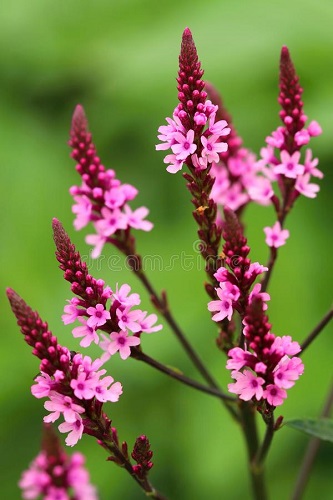 Flor ( Verbena Officinalis)