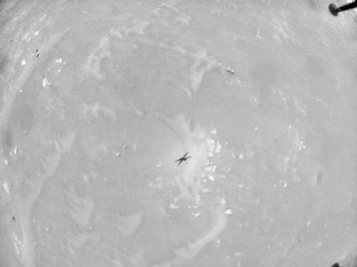 Sombra de Ingenuity vista desde el propio helicoptero. Creditos: NASA/JPL-Caltech