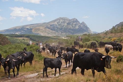 Piara de vacas cerca ya de Navarredonda de Gredos. Foto: Antolín Avezuela.