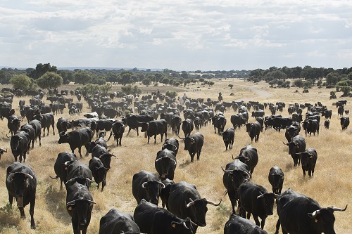 Trashumancia. Piara de vacas por la dehesa extremeña. Foto: Antolín Avezuela.