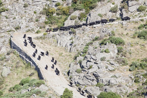 Piara de vacas subiendo la calzada romana en primavera. Foto: Antolín Avezuela.
