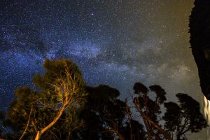 Árboles y Vía Láctea.
